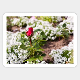 Red rose on blurry background Sticker